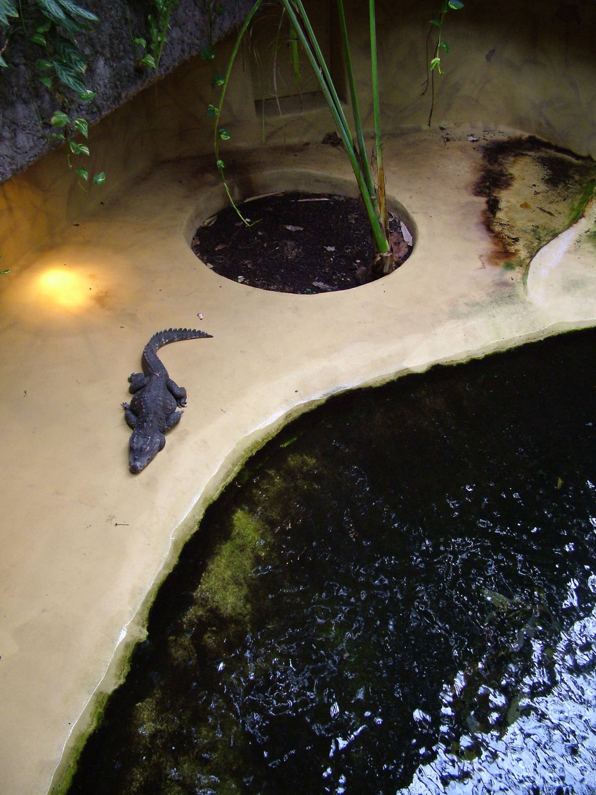 West African Dwarf Crocodile exhibit at Aquazoo 14/05/09