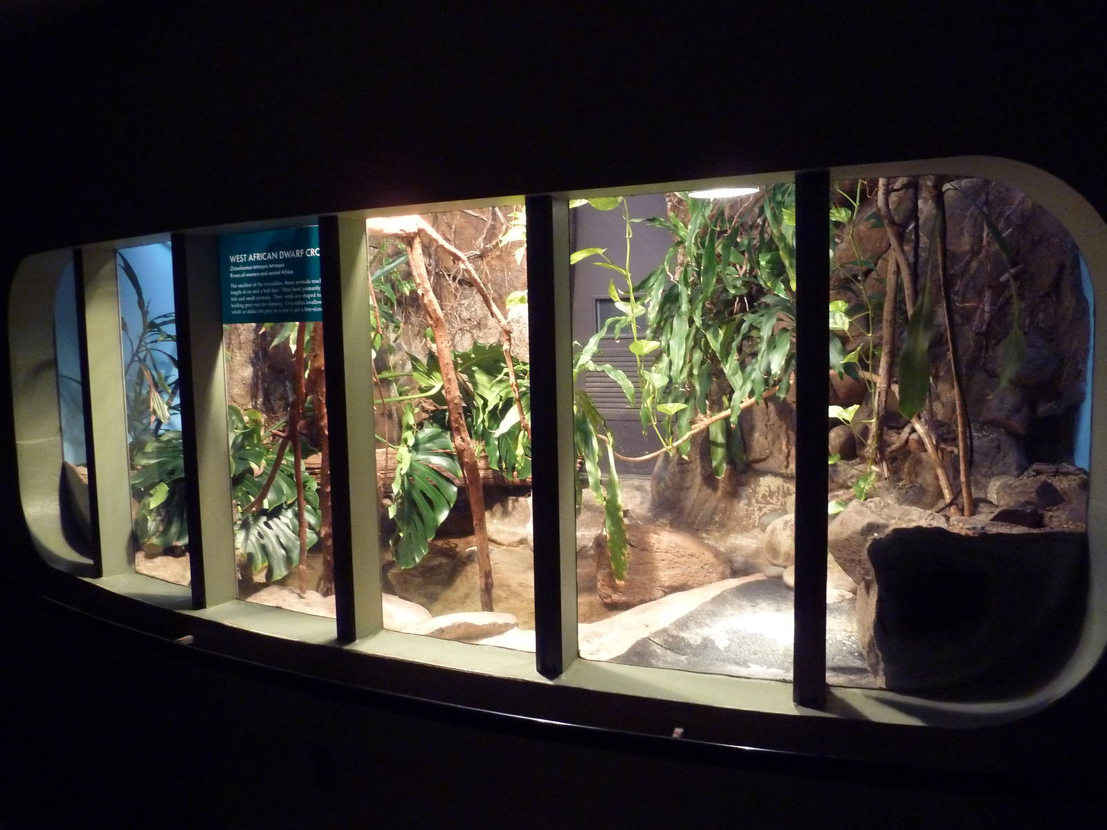 West African Dwarf Crocodile Exhibit