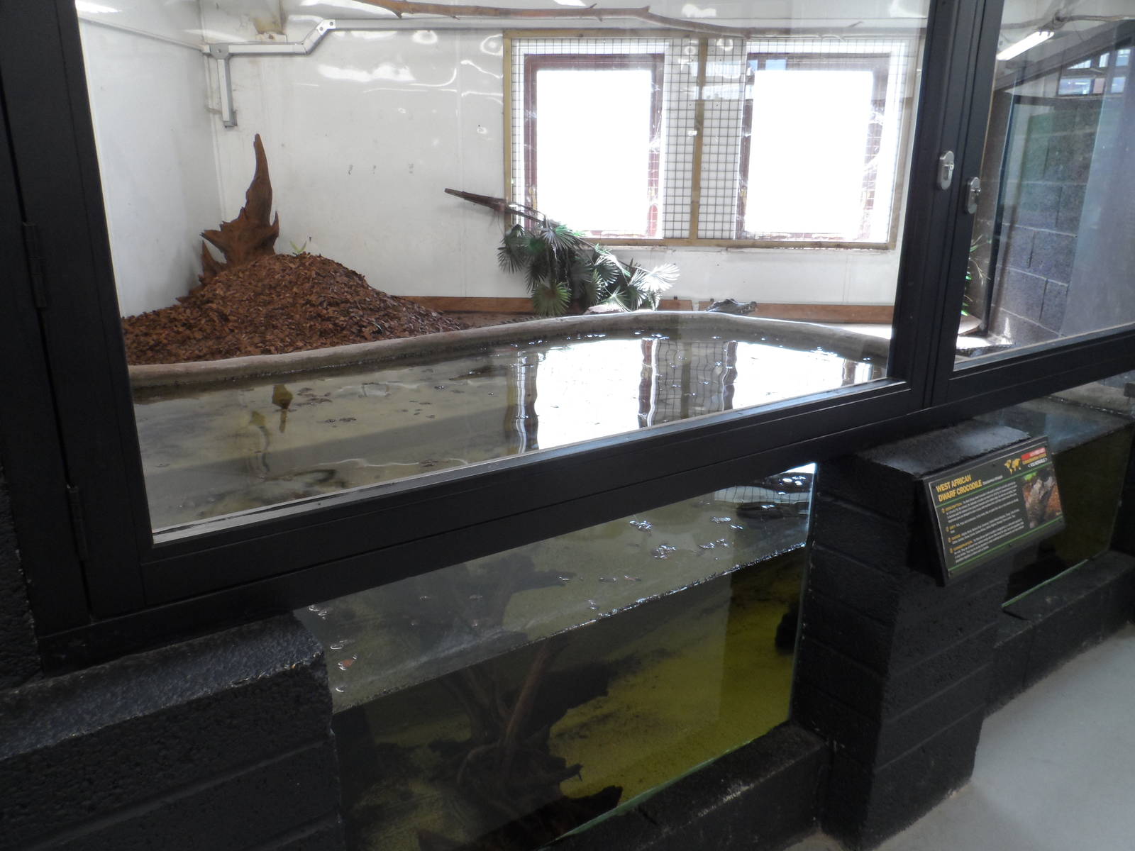 West African Dwarf Crocodile Exhibit