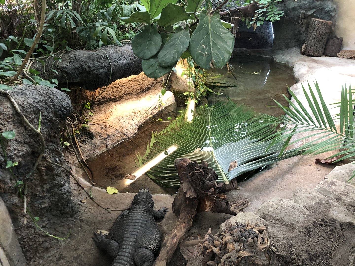 West African Dwarf Crocodile Exhibit