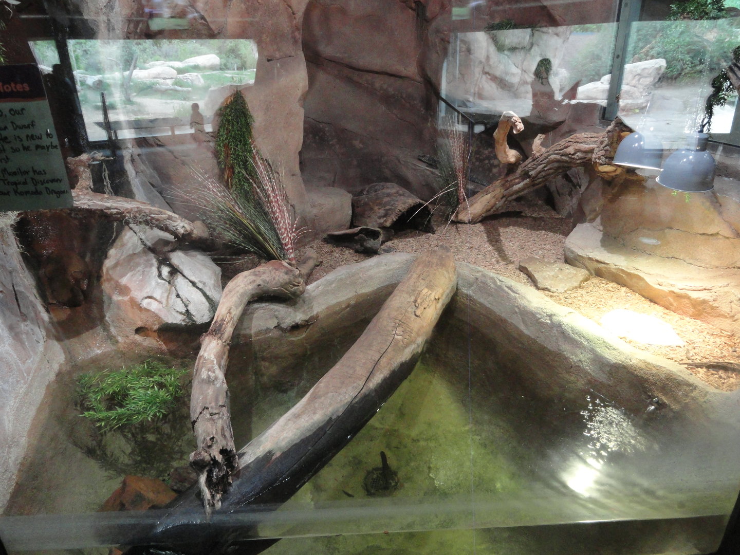 West African Dwarf Crocodile Exhibit