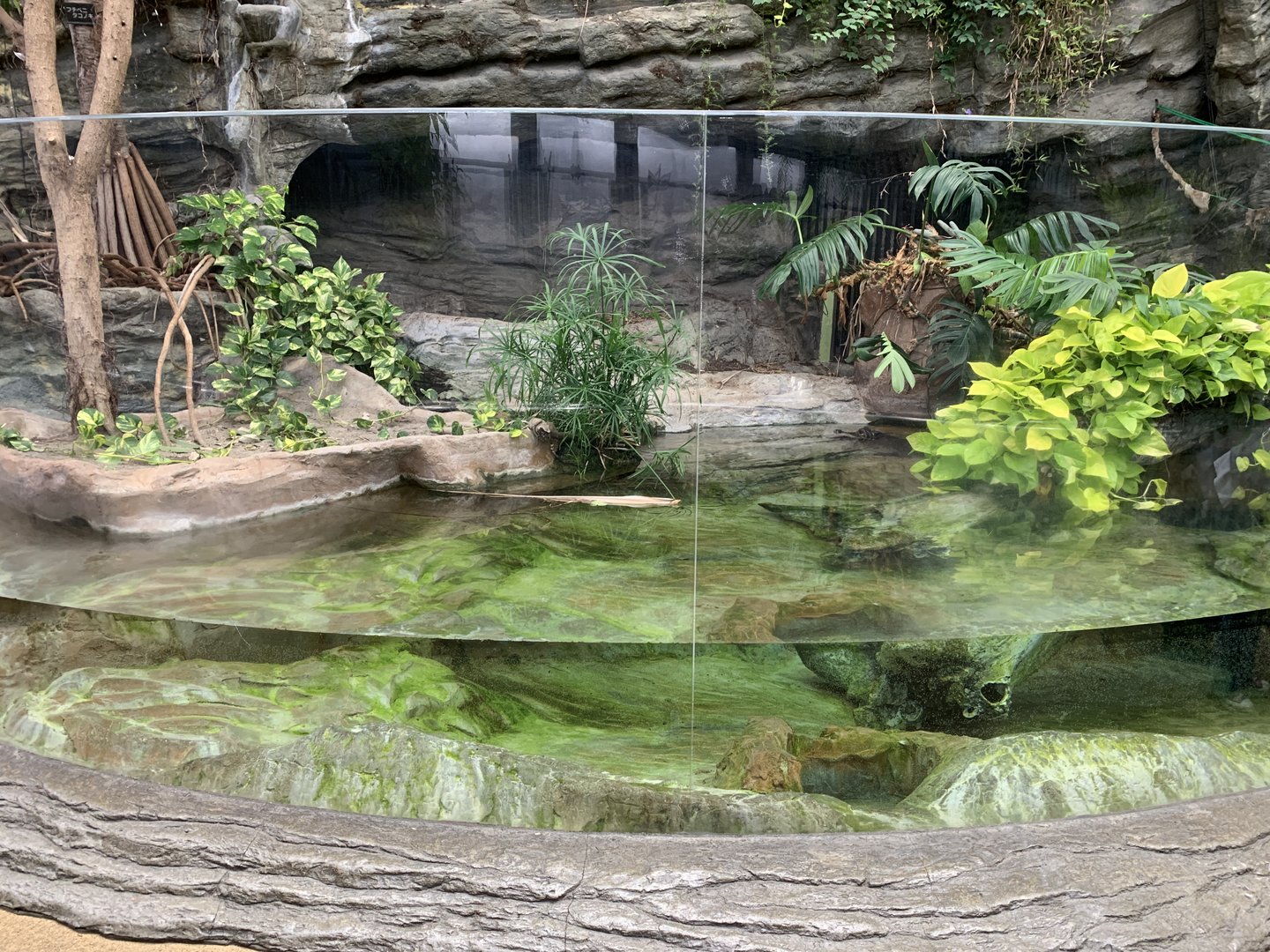 West African Dwarf Crocodile Exhibit