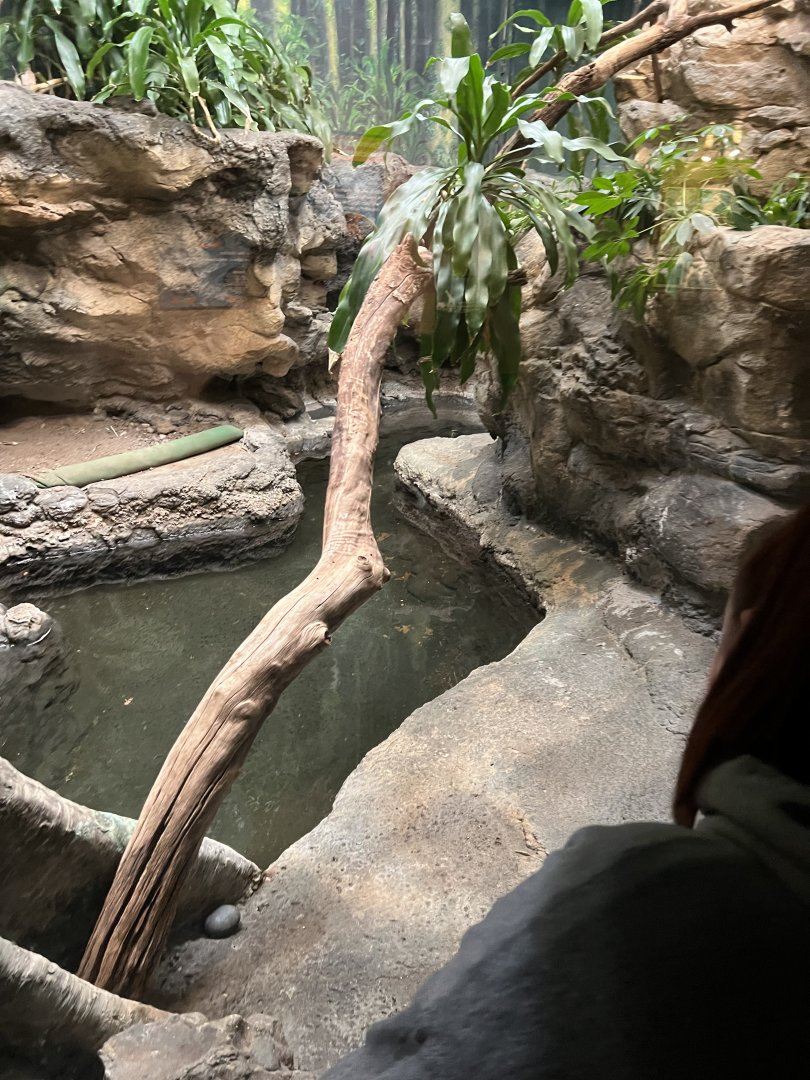 West African Dwarf Crocodile Exhibit