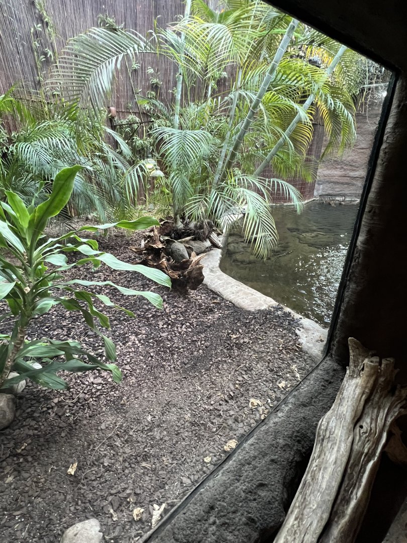 West African Dwarf Crocodile Exhibit