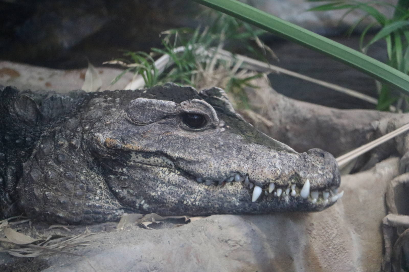West African dwarf crocodile, February 2016