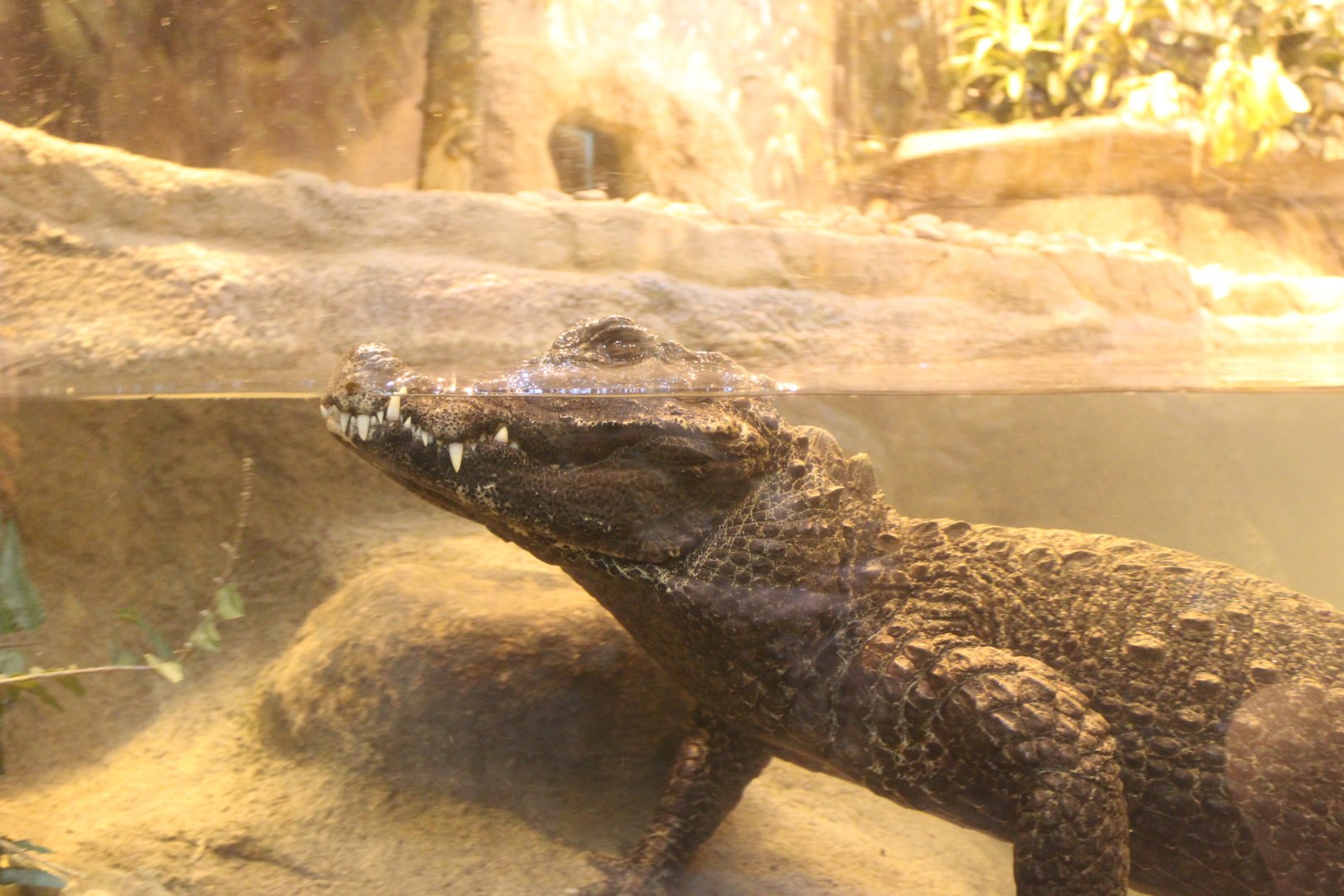West African Dwarf Crocodile - Habitat Africa: The Forest