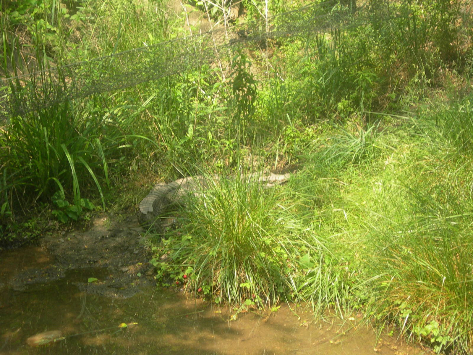 west african dwarf crocodile in the grass