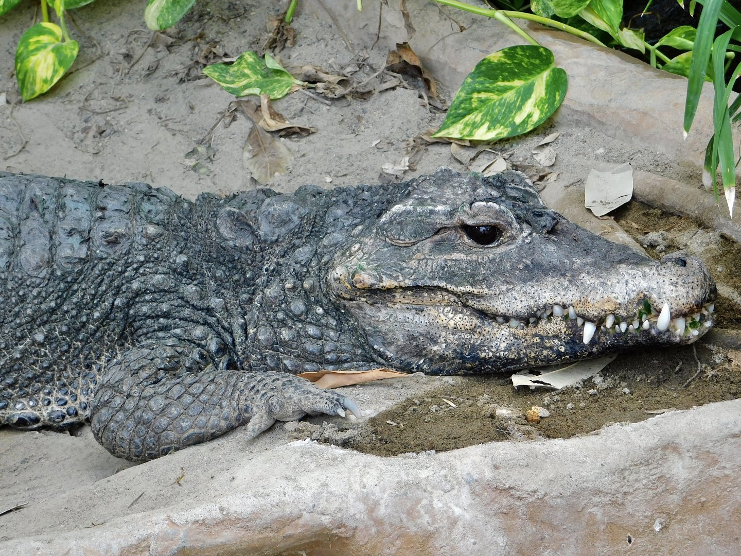 West African Dwarf Crocodile (Osteolaemus tetraspis) April 12, 2025