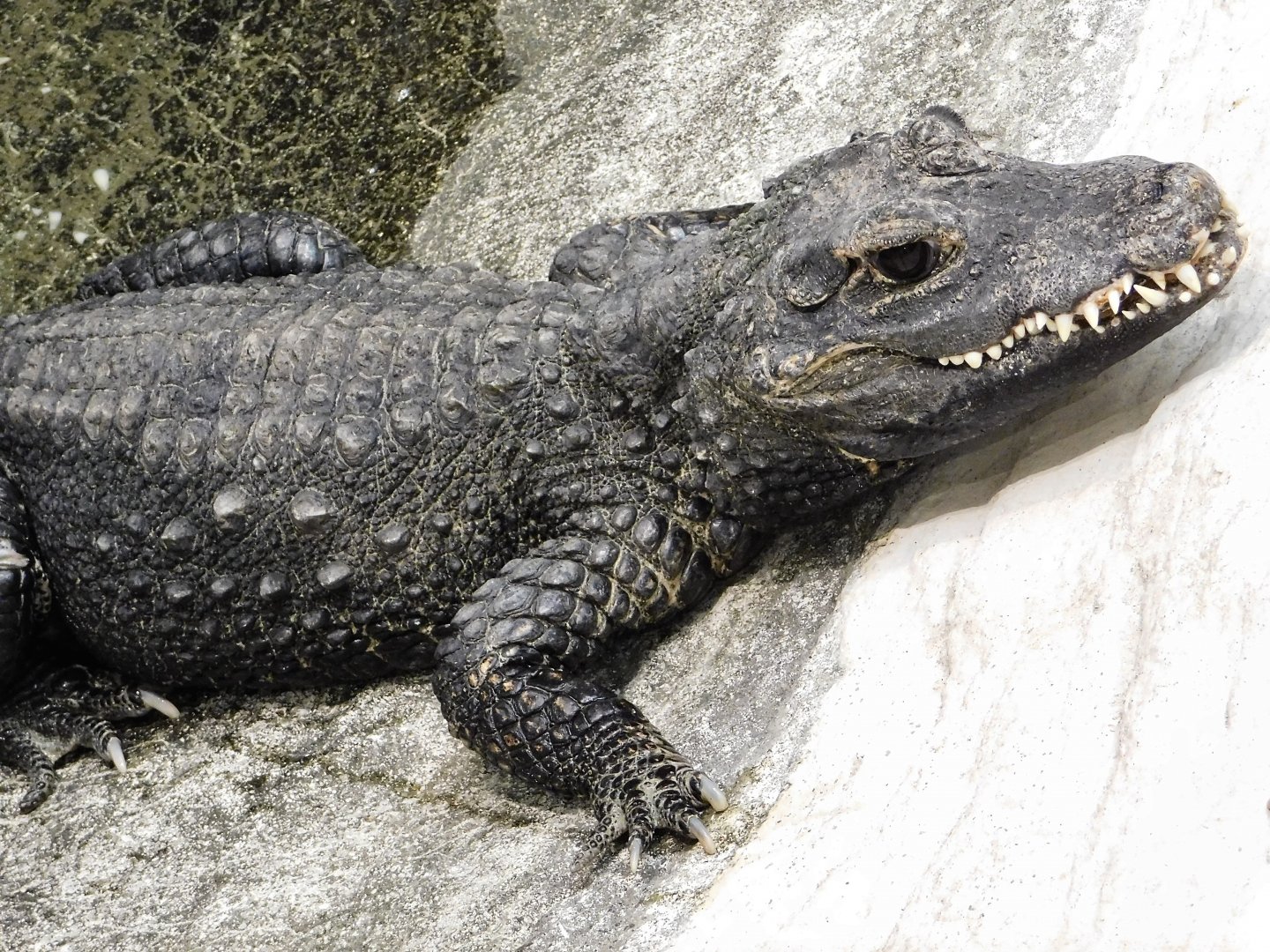 West African Dwarf Crocodile (Osteolaemus tetraspis) April 27, 2025