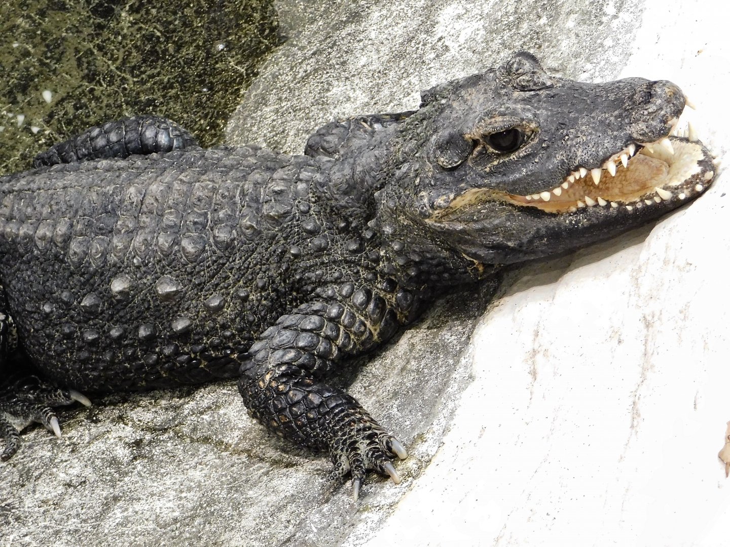 West African Dwarf Crocodile (Osteolaemus tetraspis) April 27, 2025
