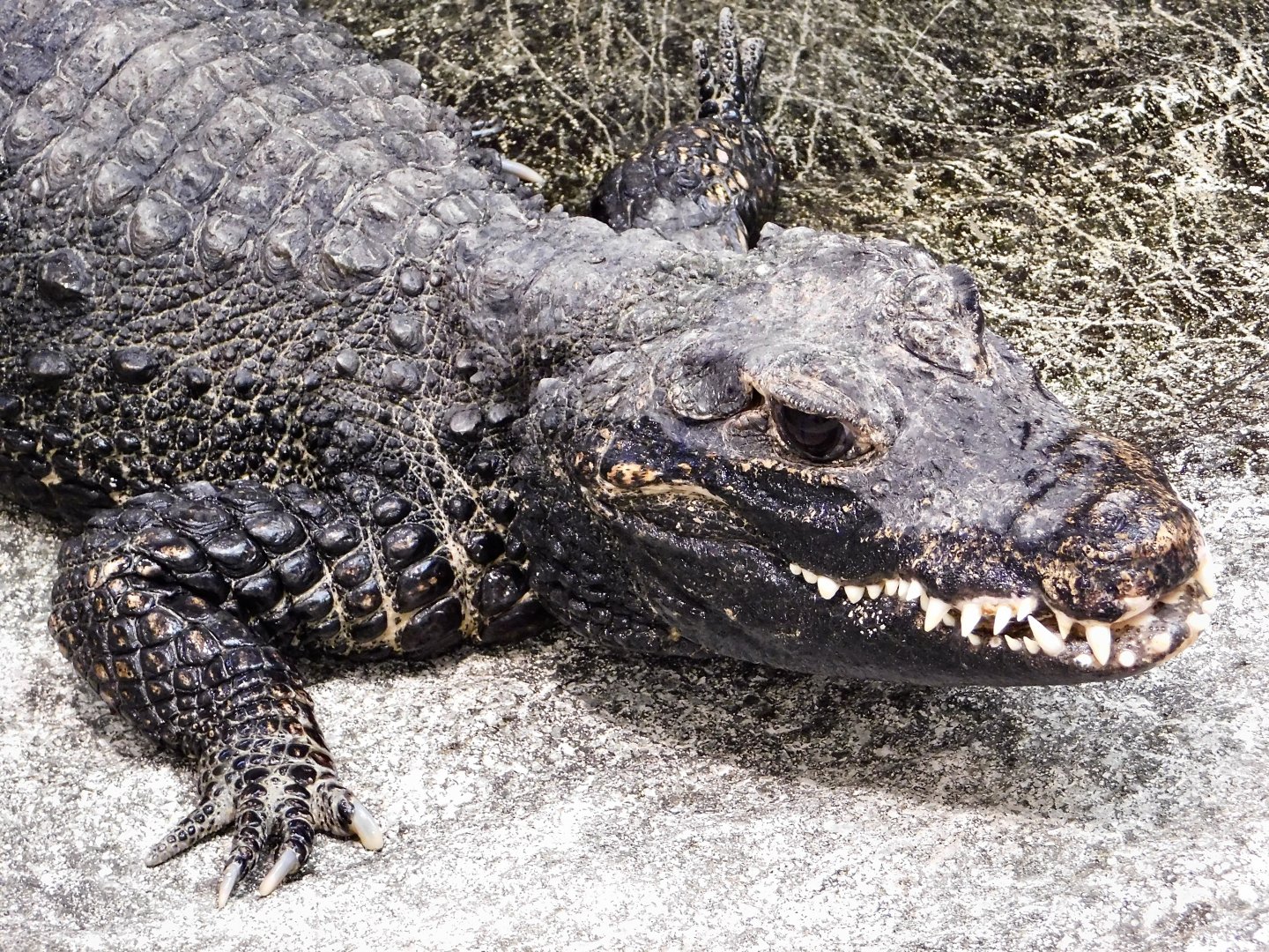 West African Dwarf Crocodile (Osteolaemus tetraspis) April 27, 2025