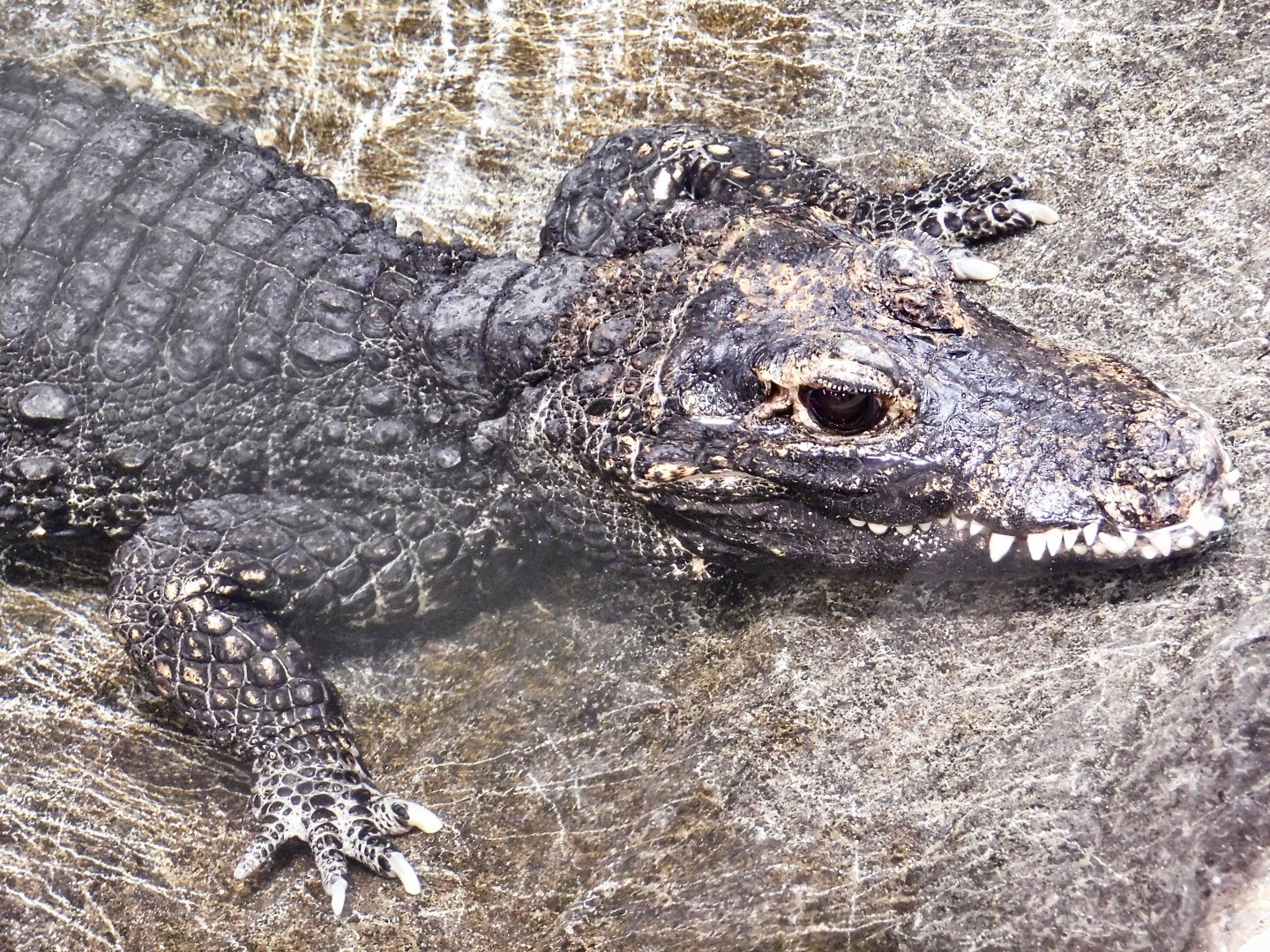 West African Dwarf Crocodile (Osteolaemus tetraspis) August 30, 2025