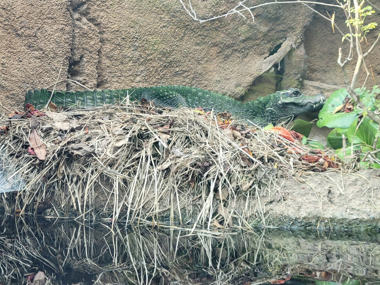West African Dwarf Crocodile(Osteolaemus tetraspis) building a nest