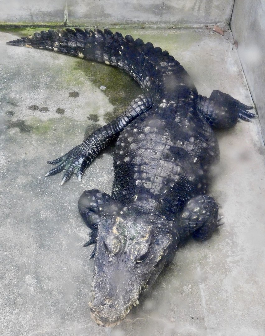 West African Dwarf Crocodile (Osteolaemus tetraspis) December 6, 2025