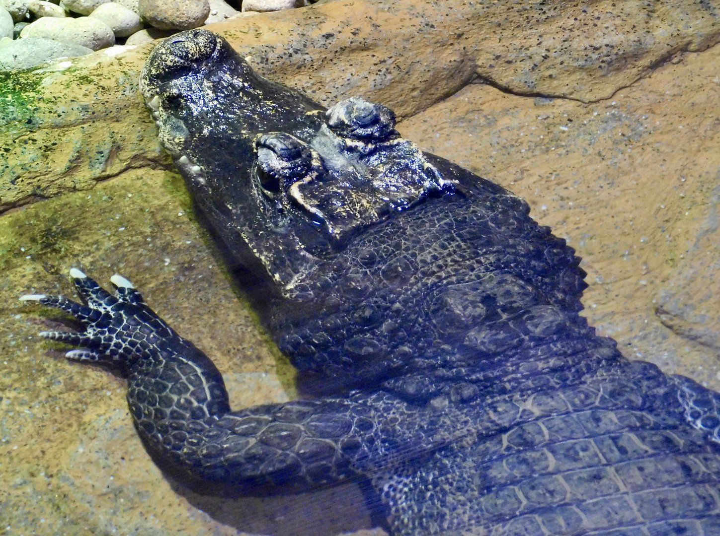 West African Dwarf Crocodile (Osteolaemus tetraspis) December 6, 2025