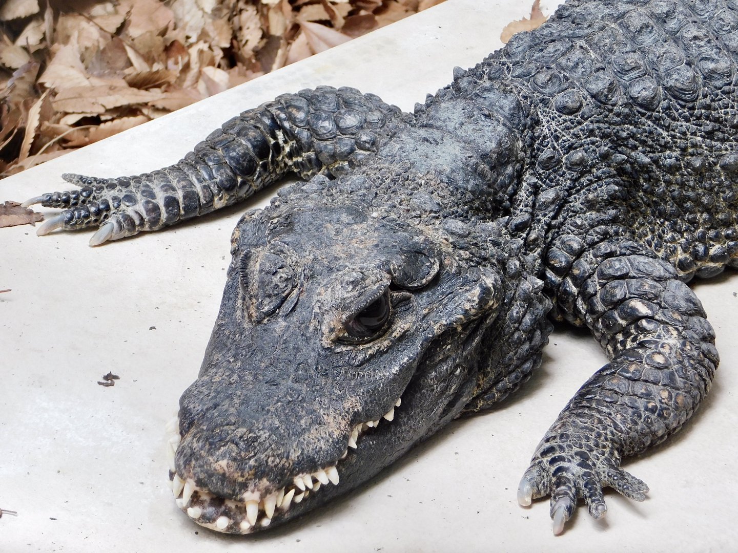 West African Dwarf Crocodile (Osteolaemus tetraspis) July 19, 2025