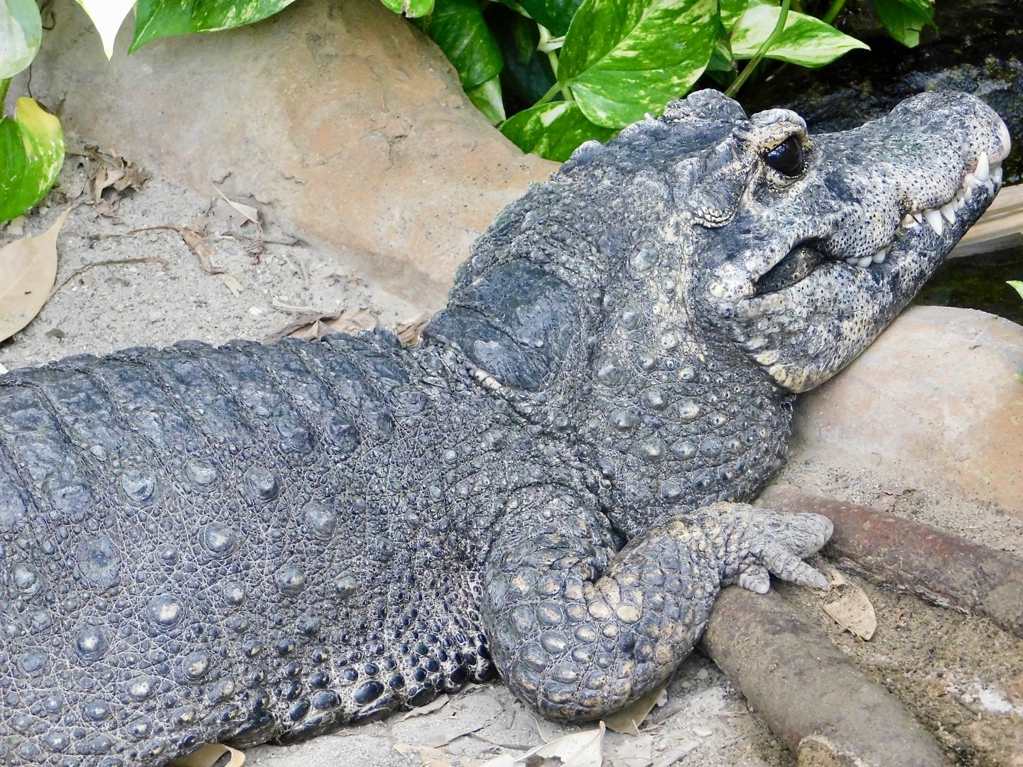 West African Dwarf Crocodile (Osteolaemus tetraspis) March 15, 2025
