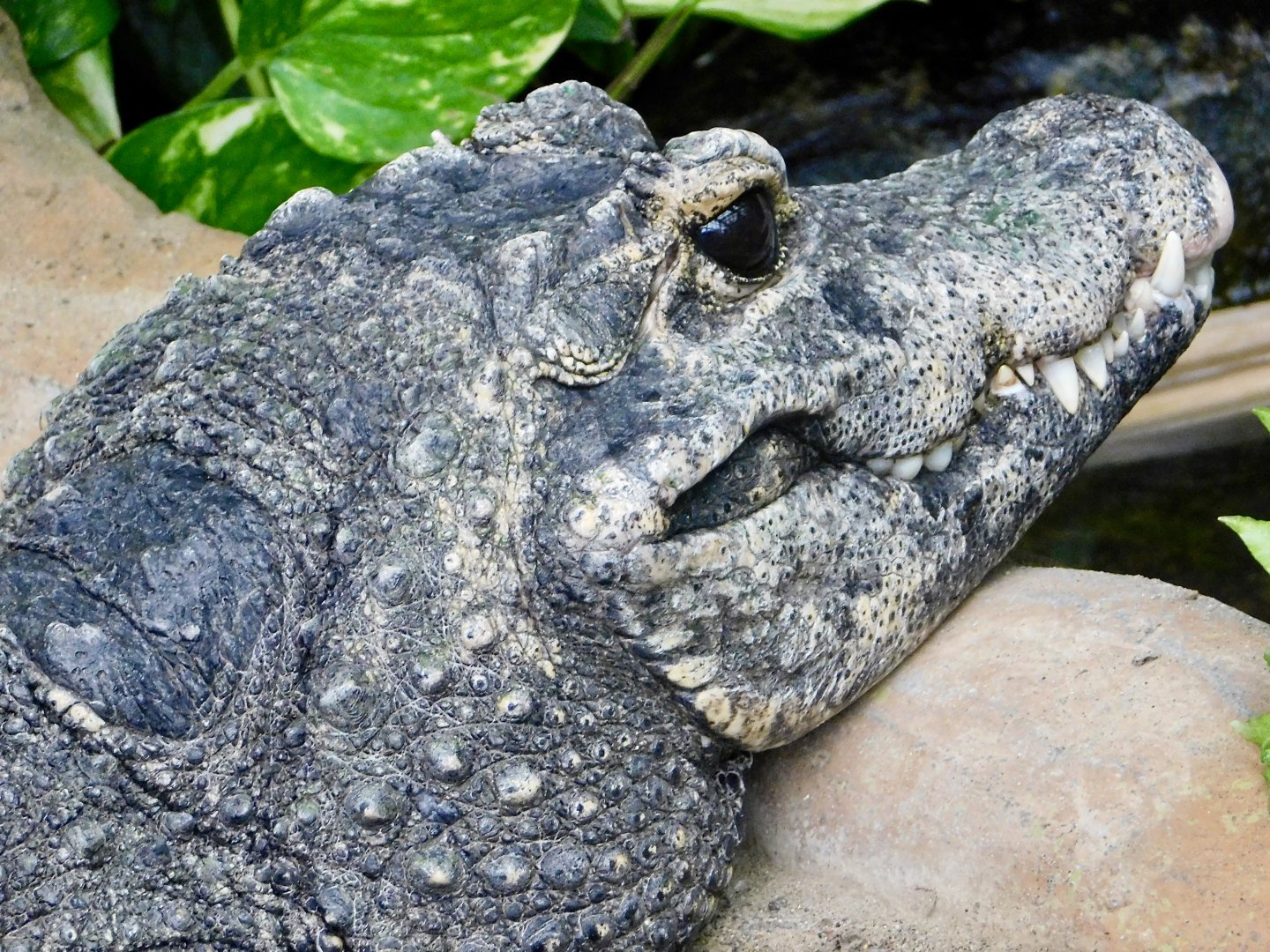 West African Dwarf Crocodile (Osteolaemus tetraspis) March 15, 2025