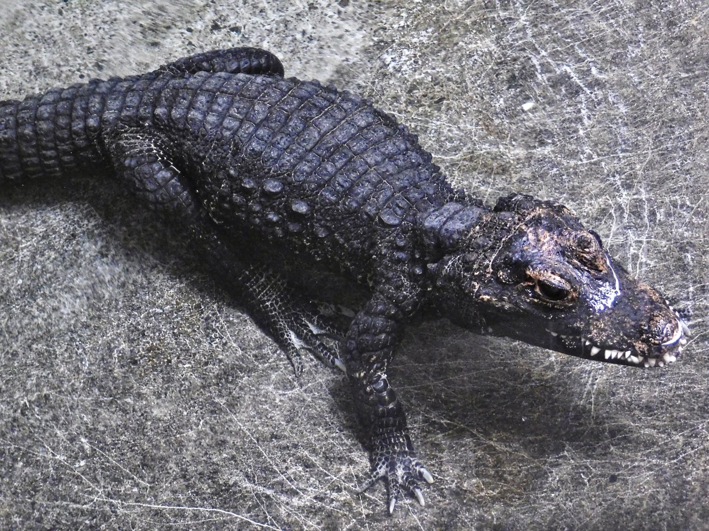 West African Dwarf Crocodile (Osteolaemus tetraspis) October 11, 2025