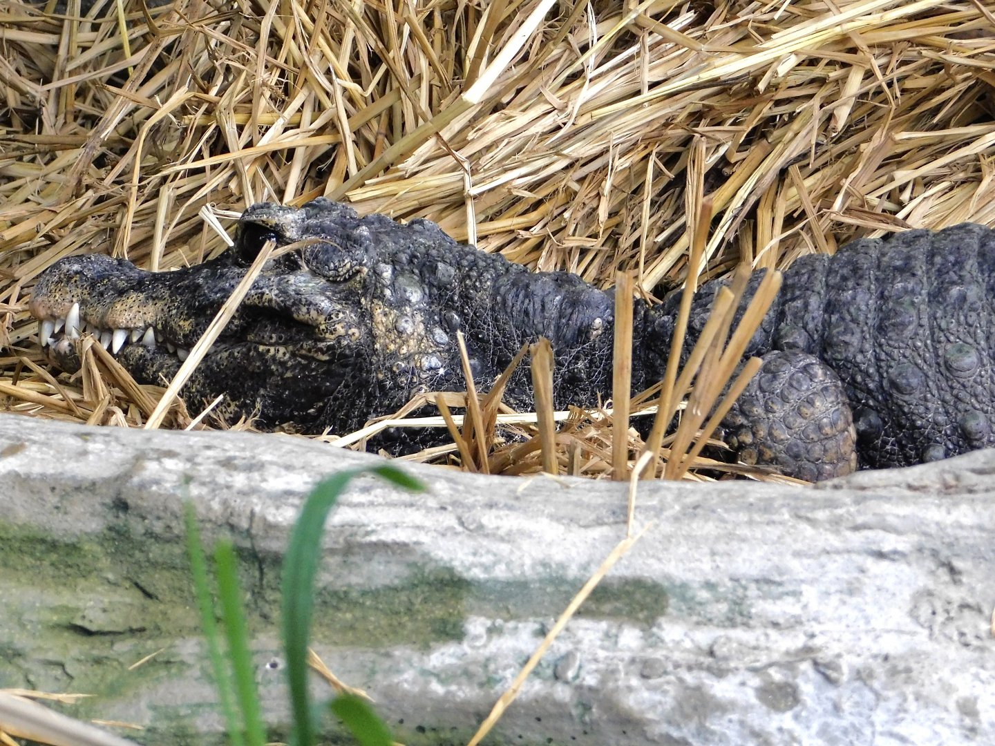 West African Dwarf Crocodile (Osteolaemus tetraspis) October 18, 2025