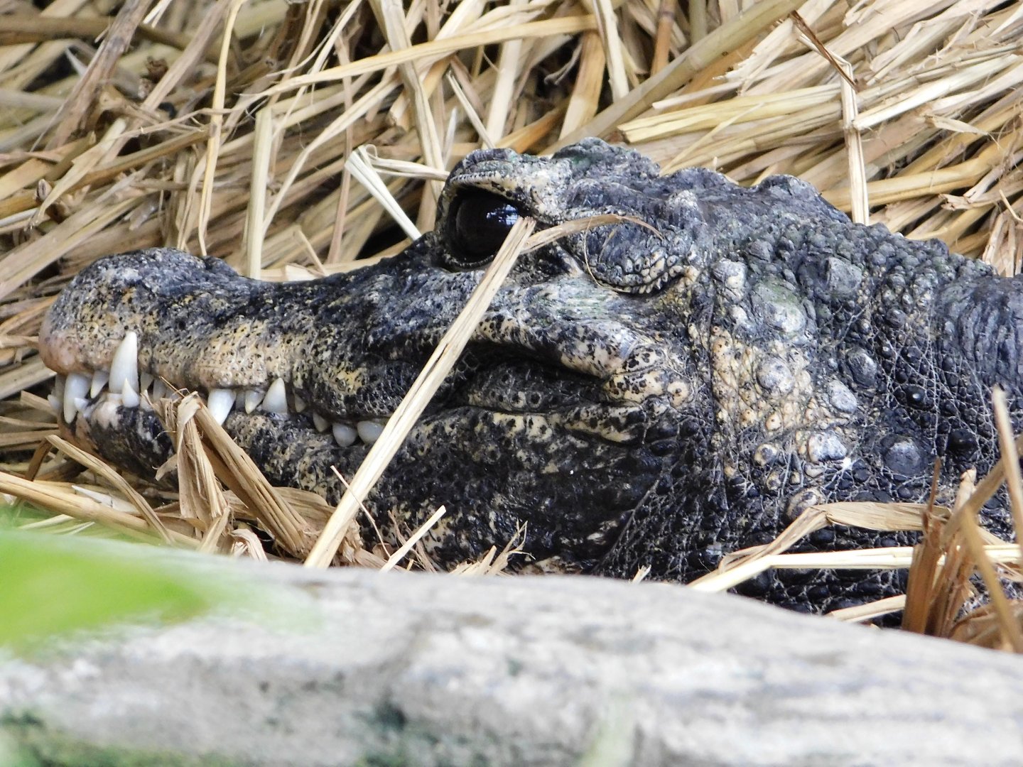 West African Dwarf Crocodile (Osteolaemus tetraspis) October 18, 2025
