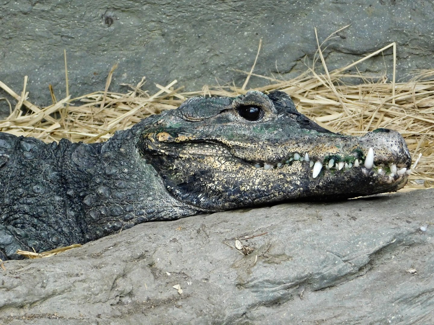 West African Dwarf Crocodile (Osteolaemus tetraspis) September 13, 2025