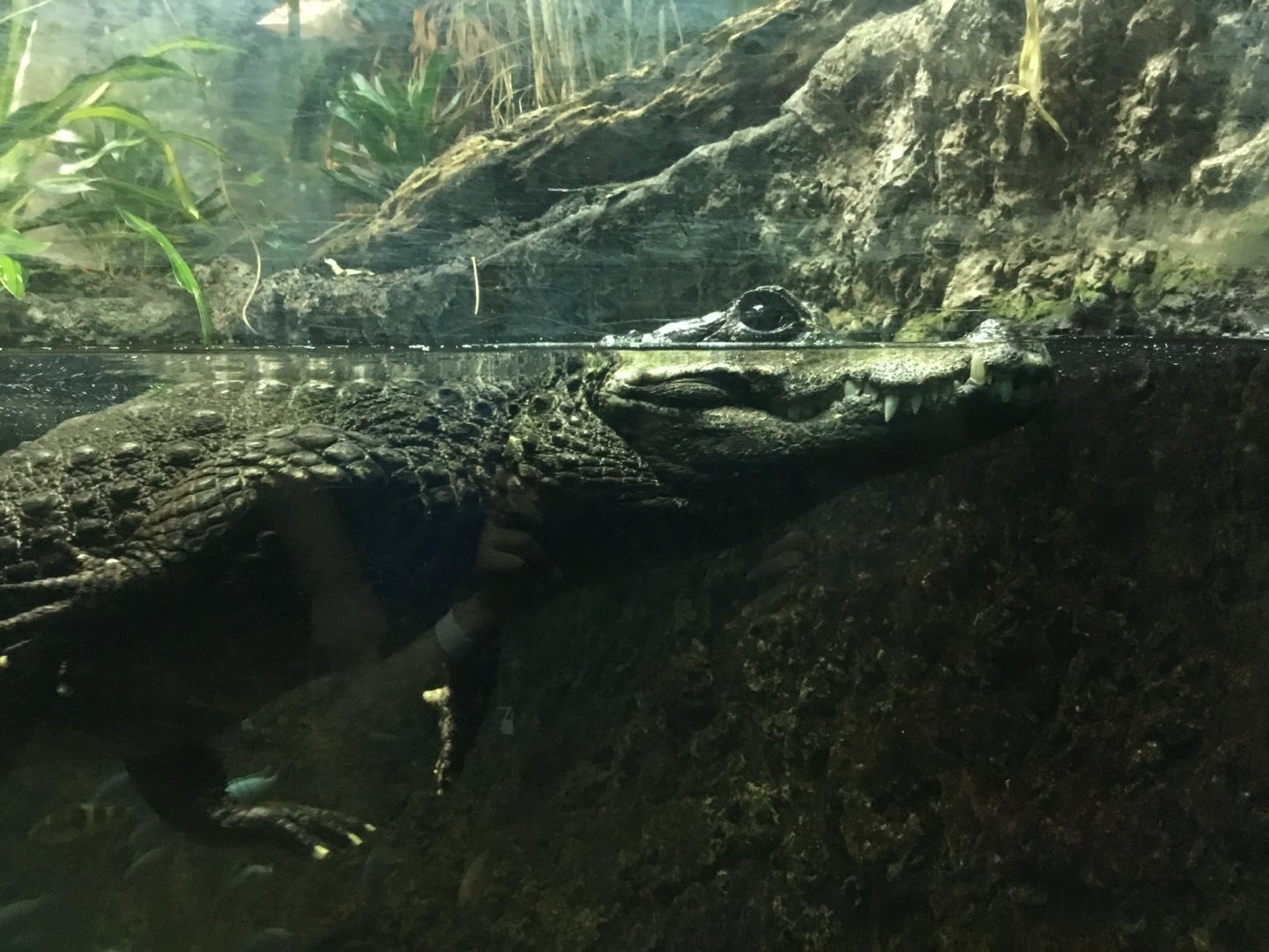 West African Dwarf Crocodile (Osteolaemus tetraspis)