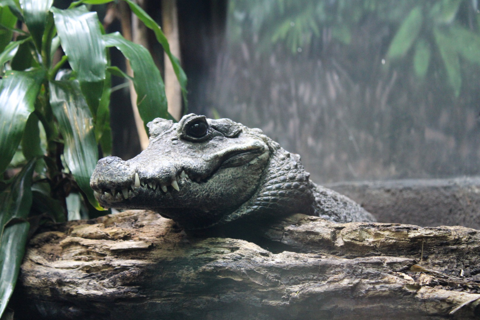 West African Dwarf Crocodile (Osteolaemus tetraspis)