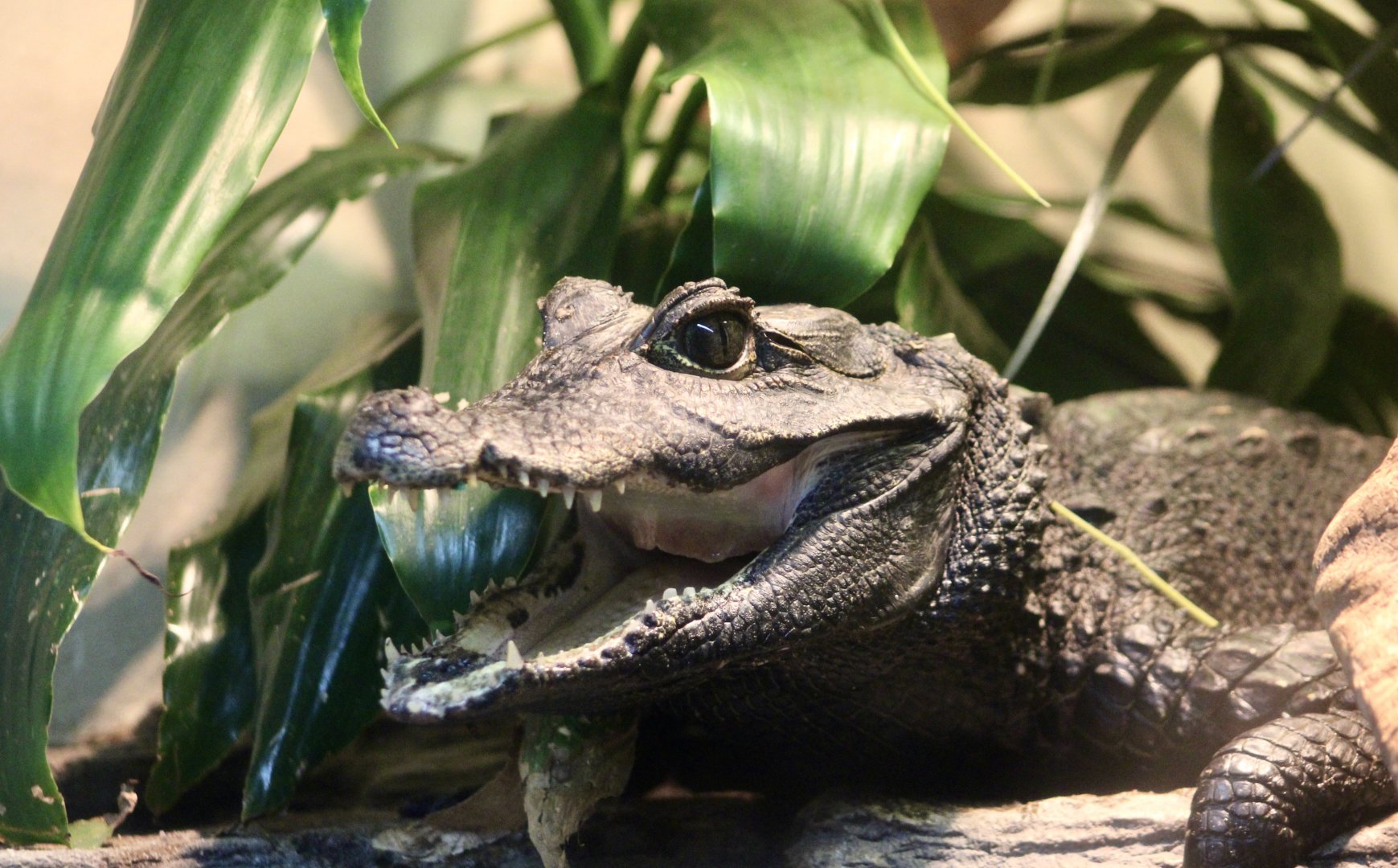 West African Dwarf Crocodile (Osteolaemus tetraspis)