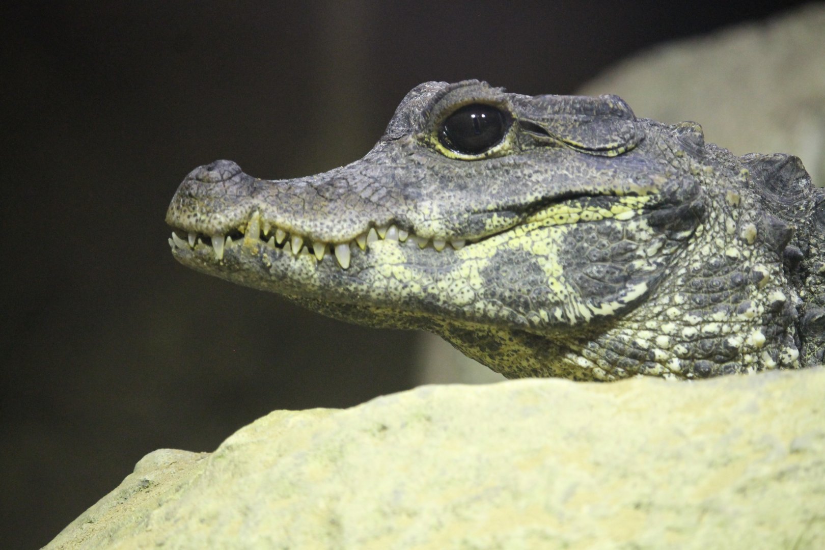 West African dwarf crocodile (Osteolaemus tetraspis)