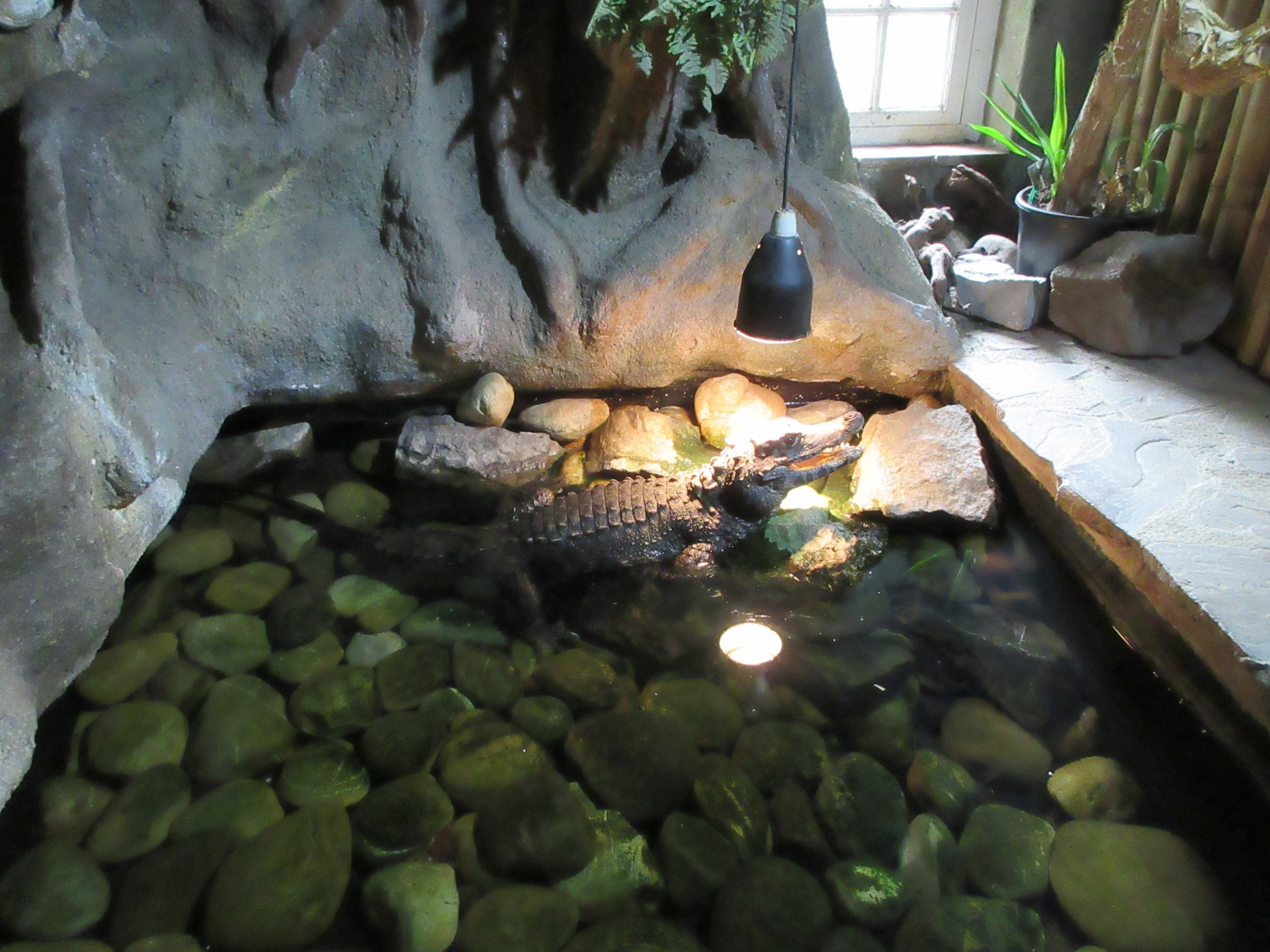 West African Dwarf Crocodile Pool