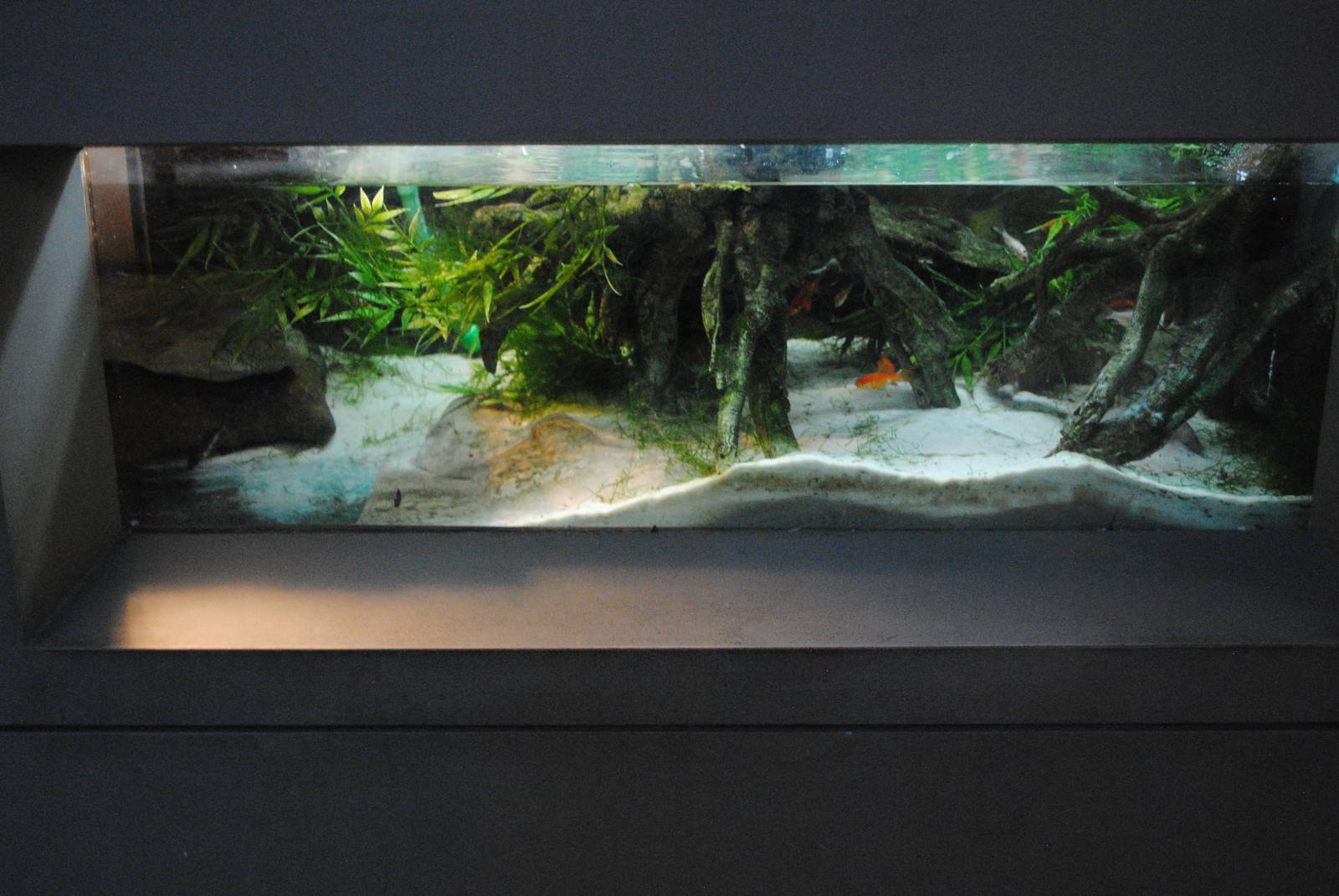 West African Dwarf Crocodile terrarium (very small)