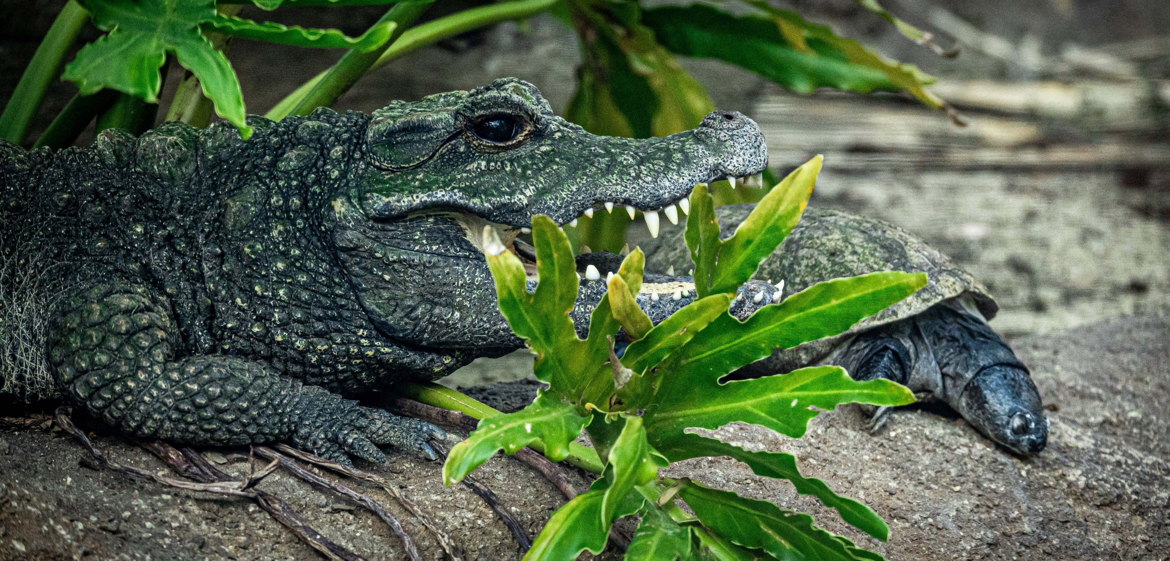 West African Dwarf Crocodile with West African Mud Turtle