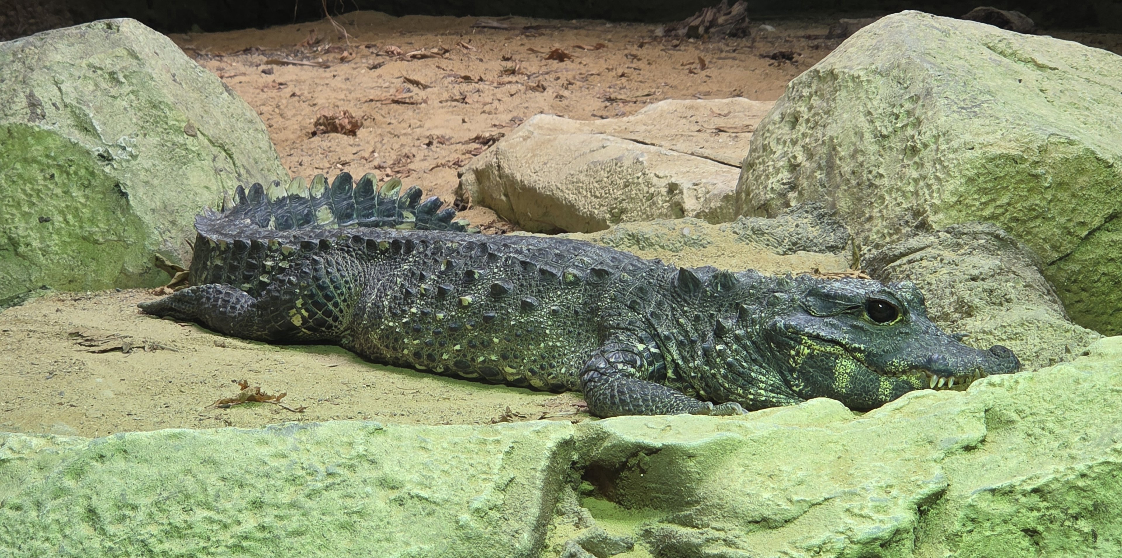 West African Dwarf Crocodile - Zoo Knoxville