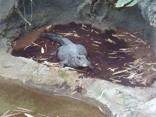 West African Dwarf Crocodile