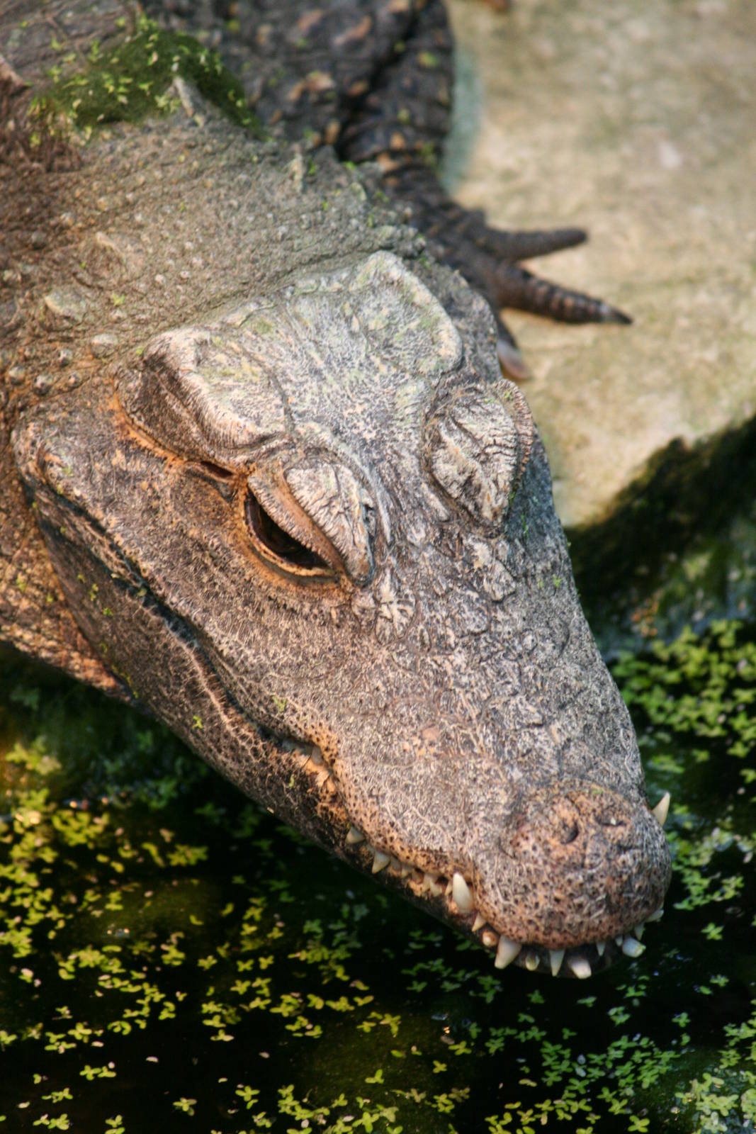 West African dwarf crocodile