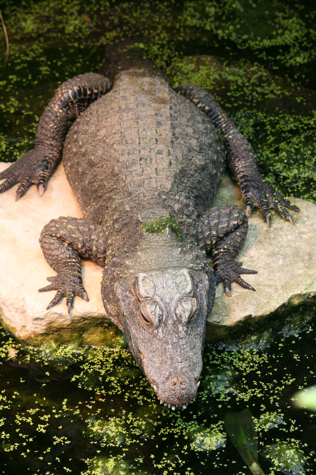 West African dwarf crocodile