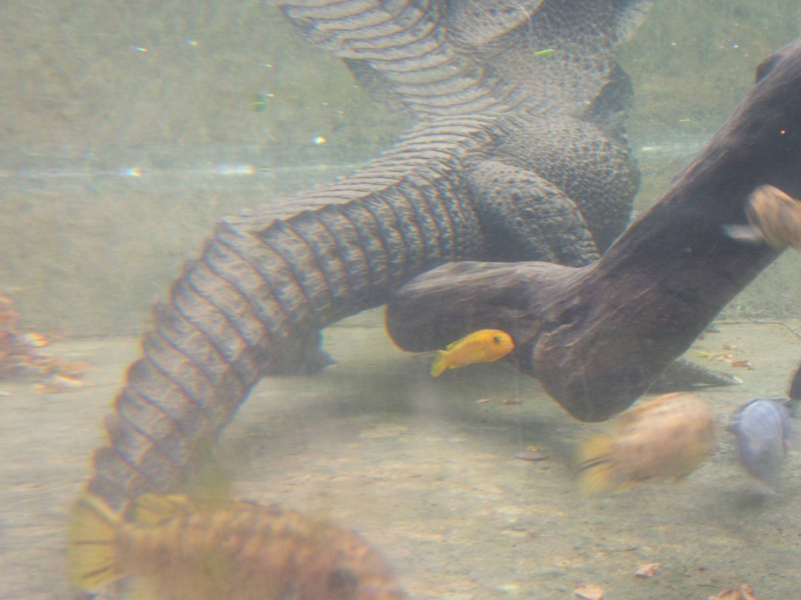 West African Dwarf Crocodile