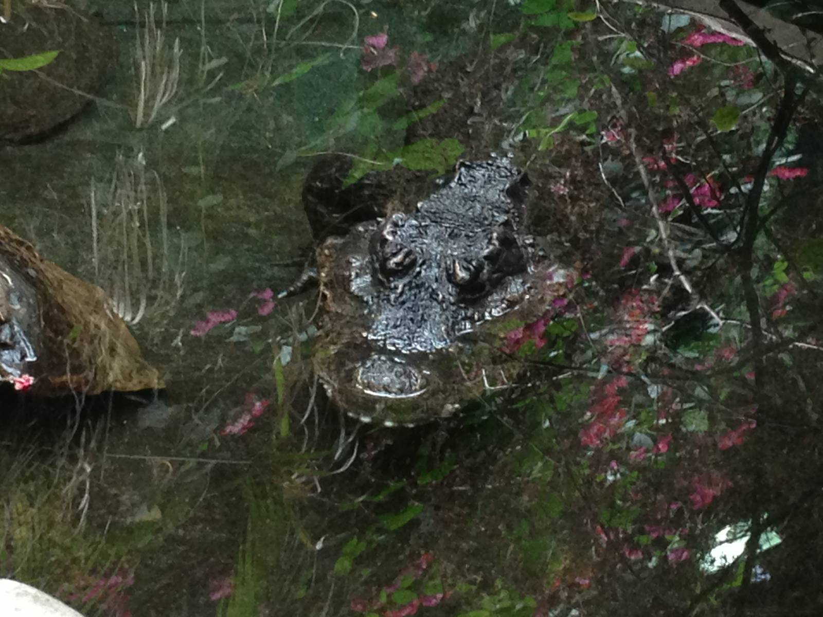 West African Dwarf Crocodile