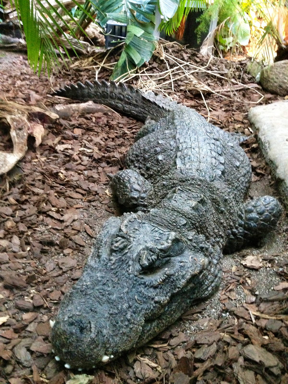 West African Dwarf Crocodile