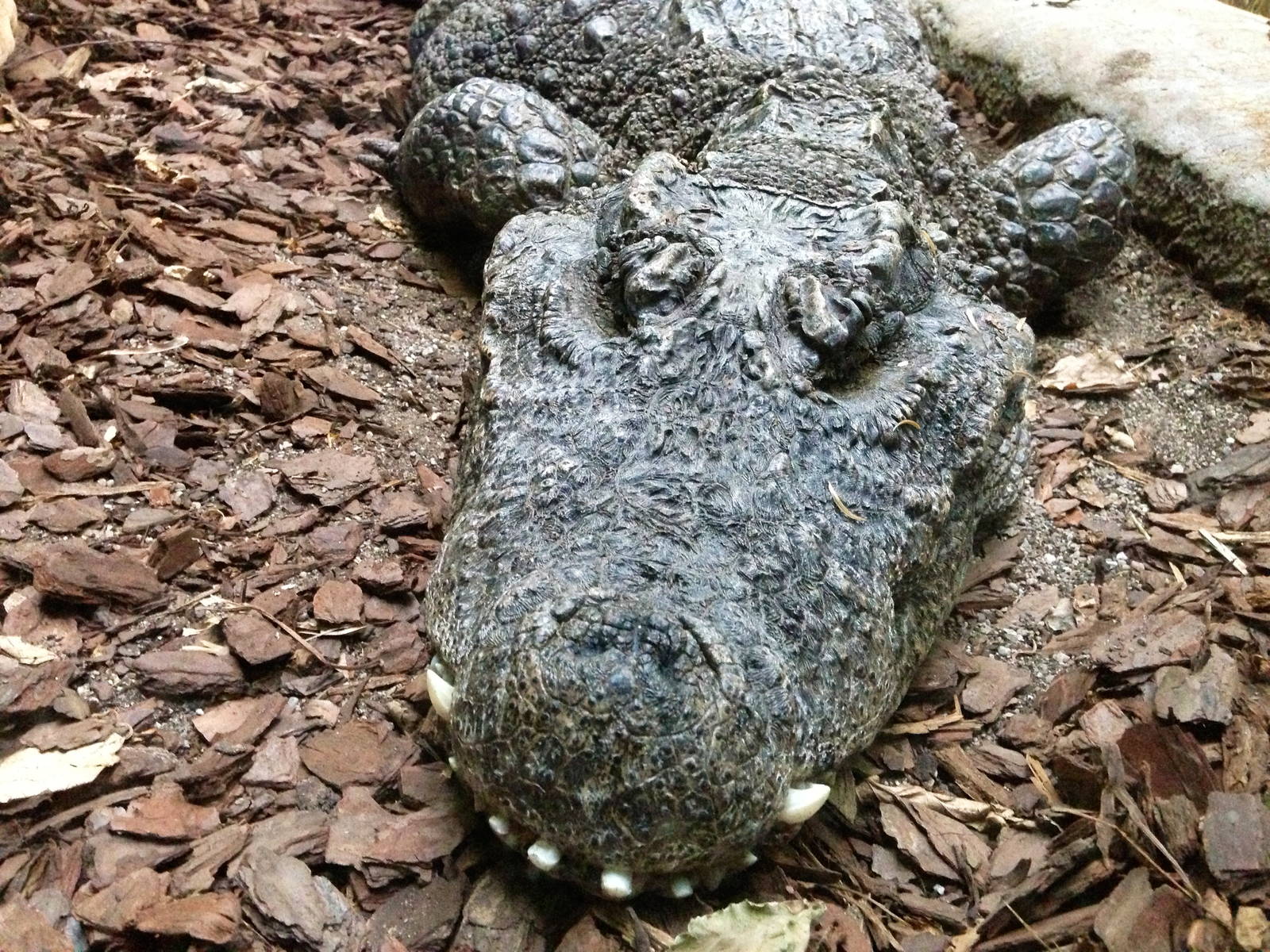 West African Dwarf Crocodile