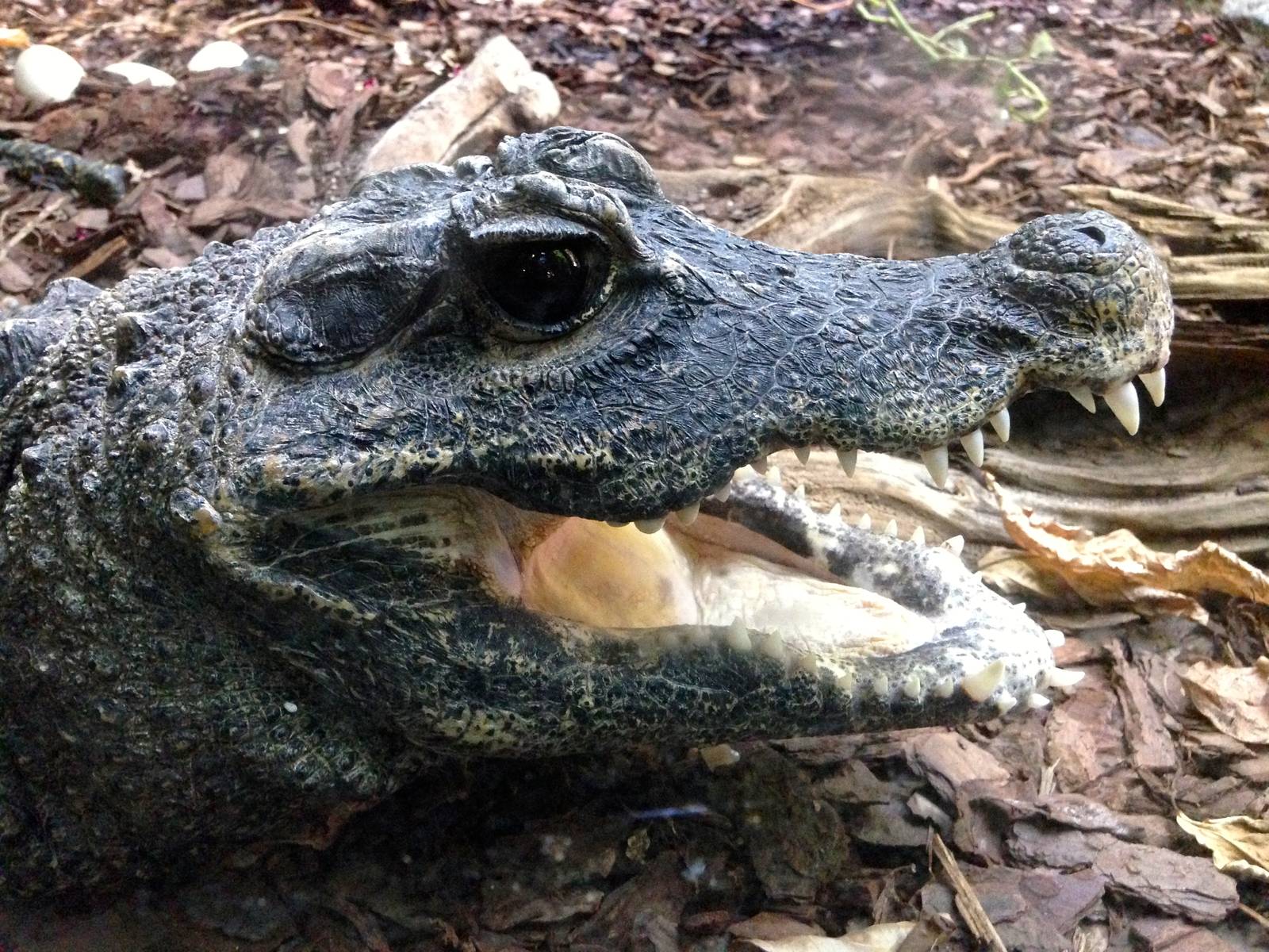 West African dwarf crocodile
