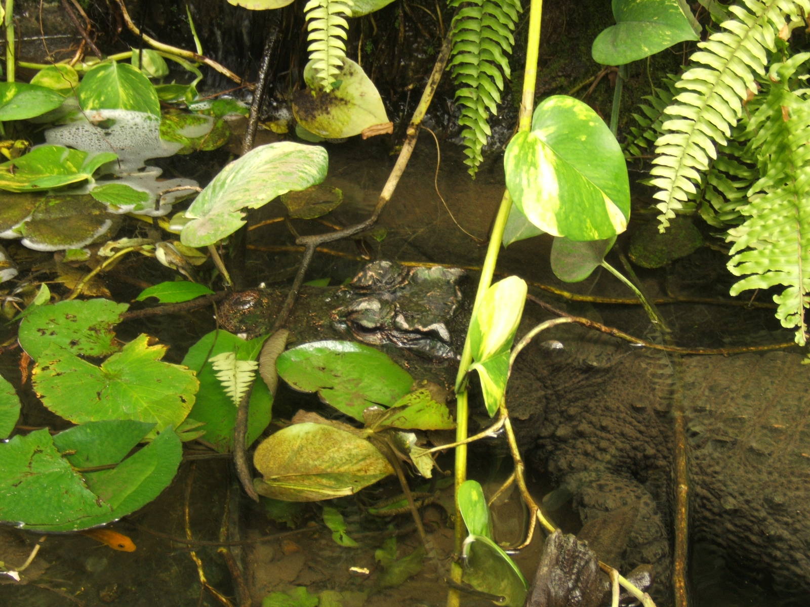 West African Dwarf Crocodile