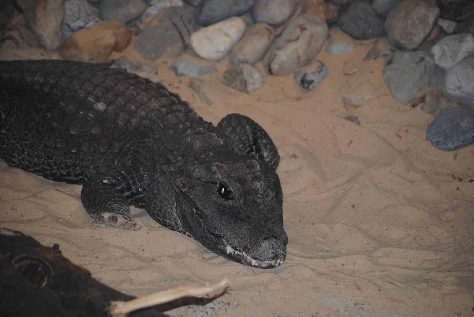 West African Dwarf Crocodile