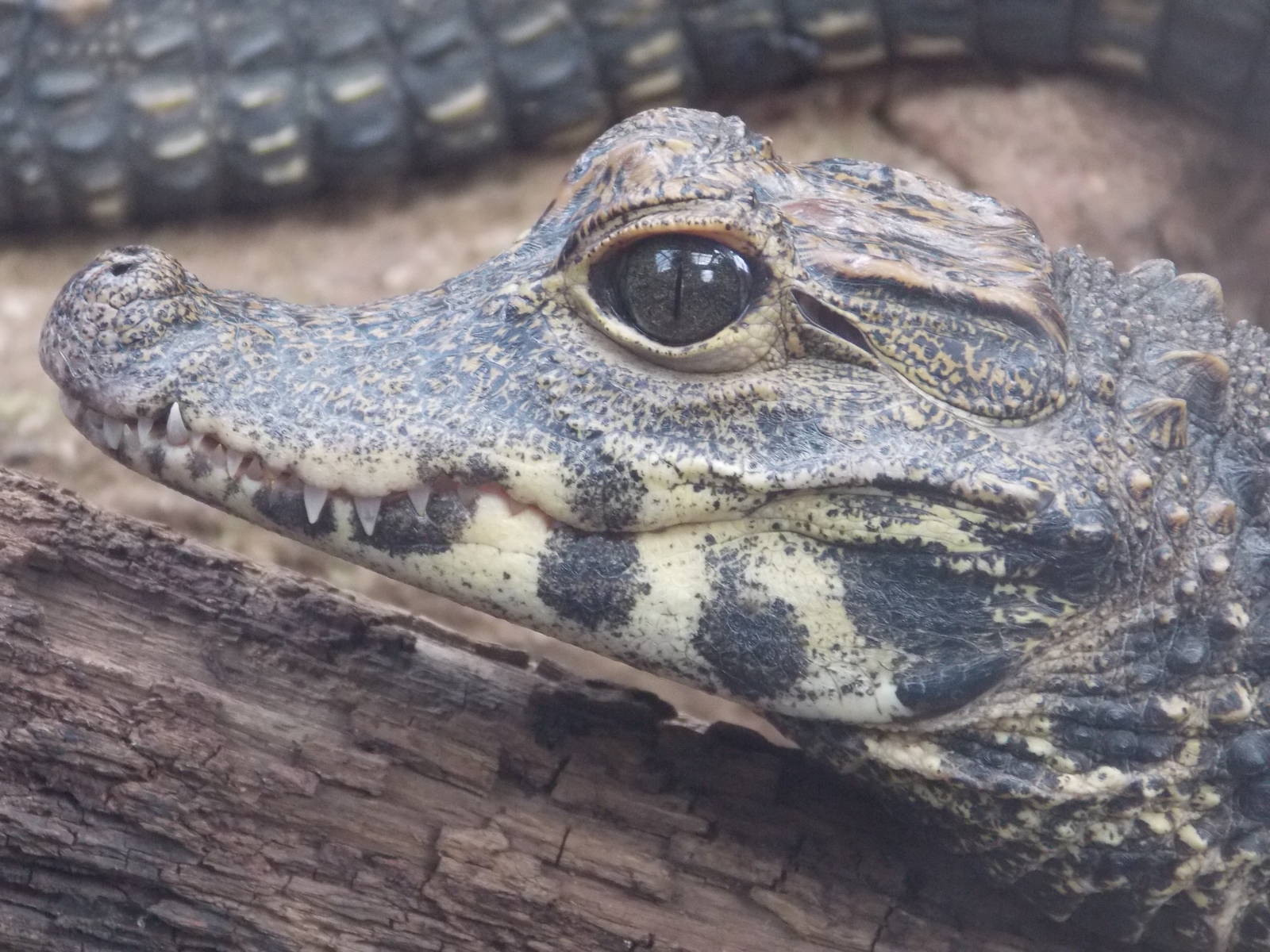 West African Dwarf Crocodile