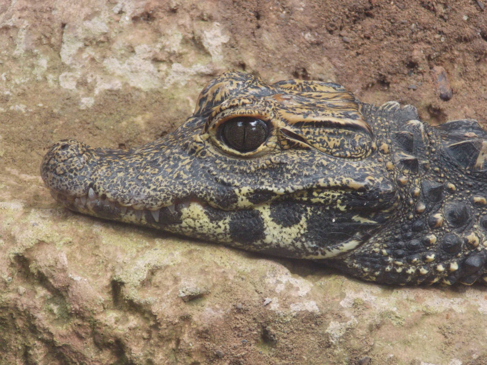 West African Dwarf Crocodile