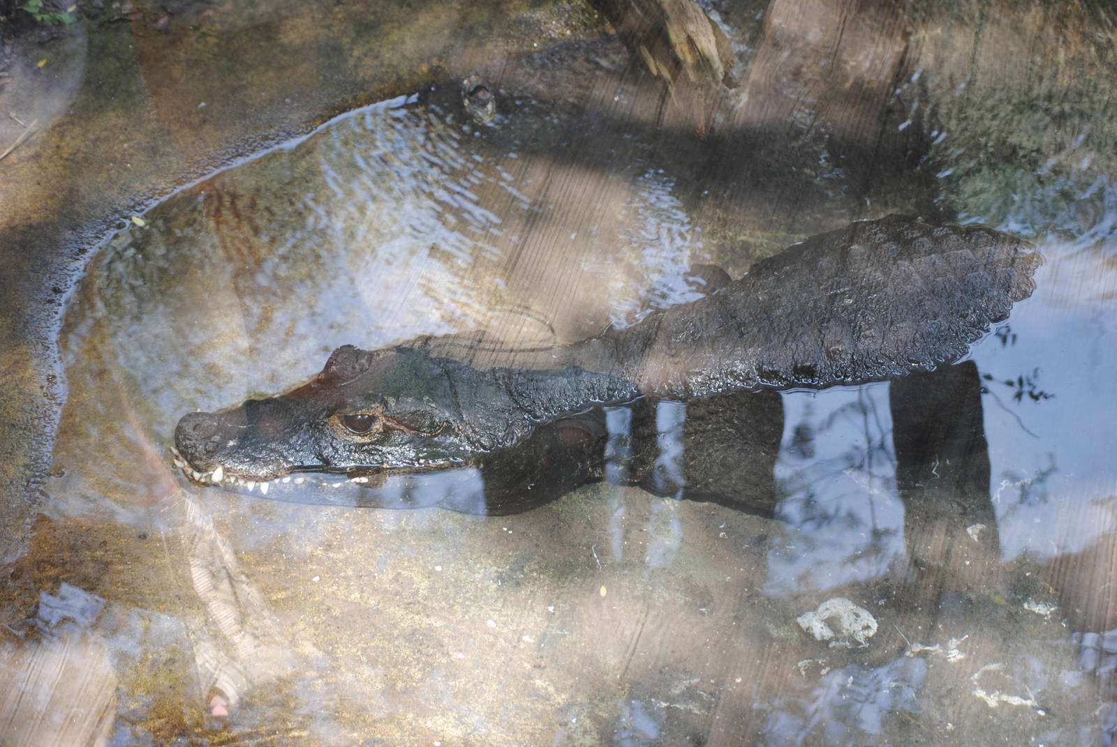 West African Dwarf Crocodile
