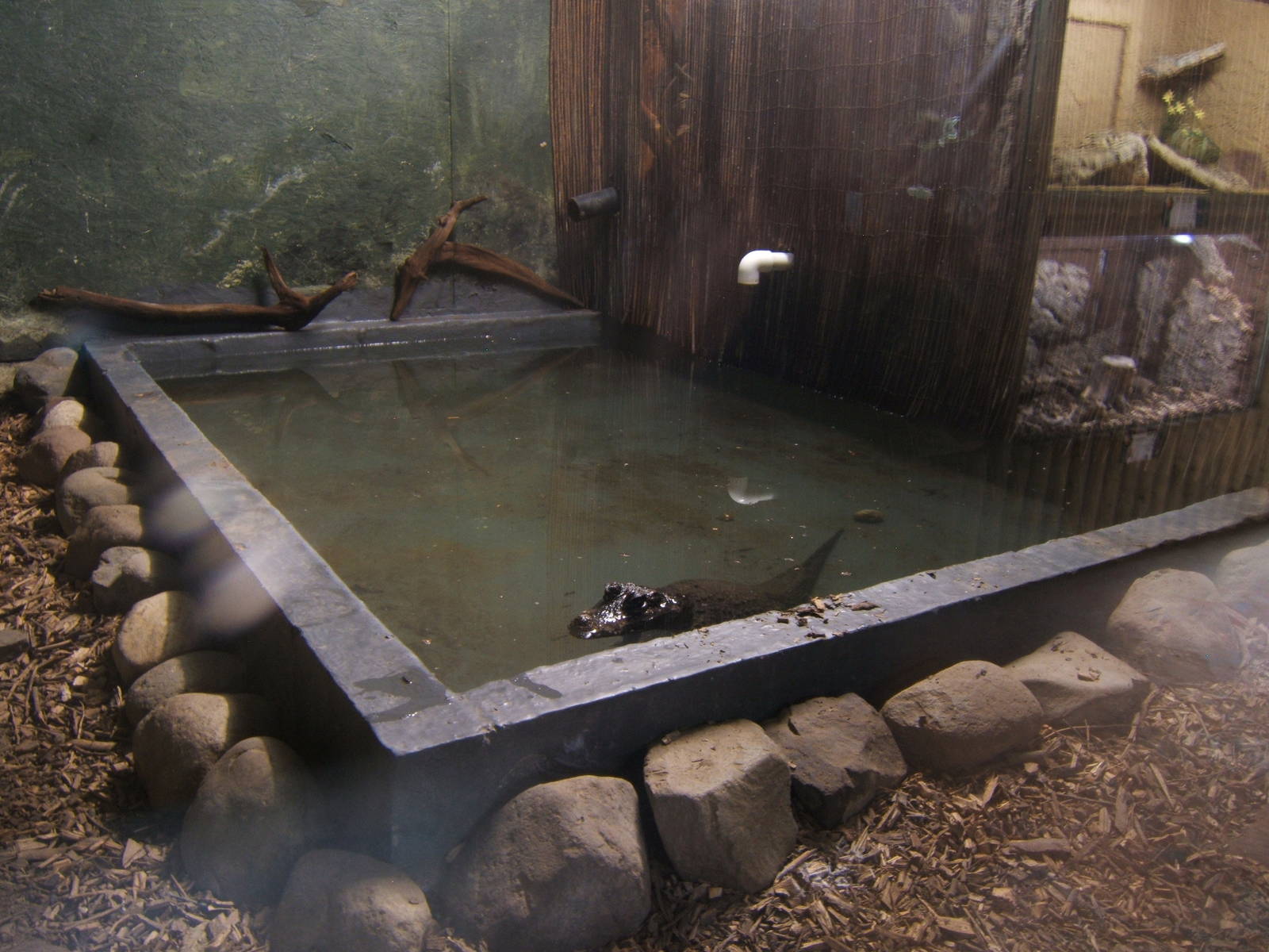 West African Dwarf Crocodile