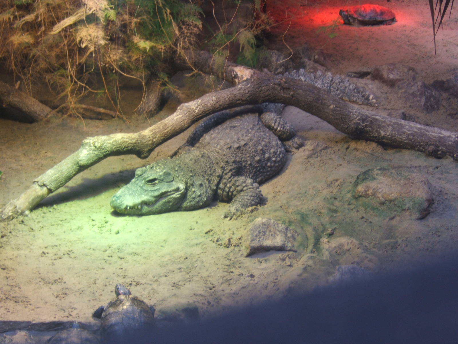 West African Dwarf Crocodile