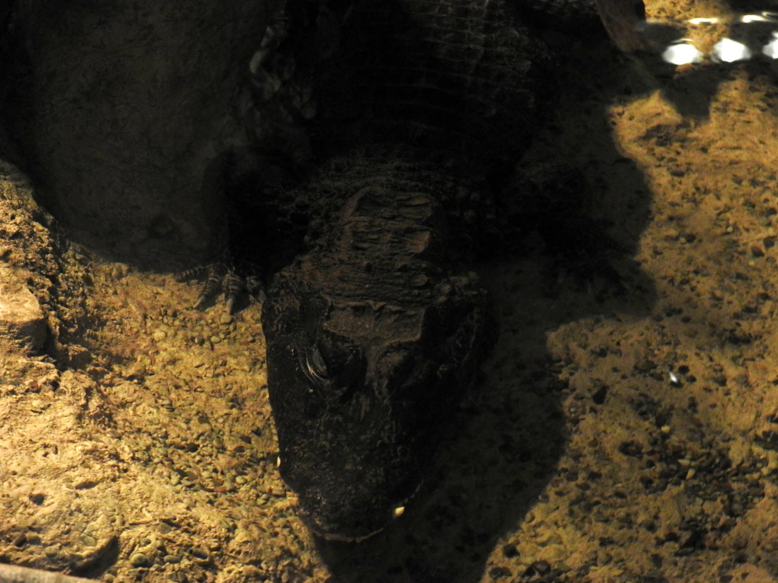 West African Dwarf Crocodile